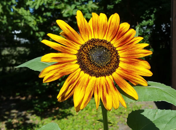 Sonnenblume - Beatrice von Singen - Lebensberatung zur Selbstentfaltung