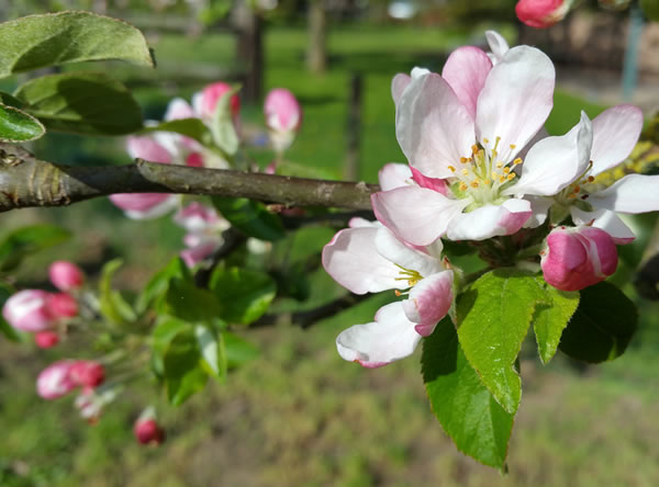 Kirschblüte - Beatrice von Singen - Lebensberatung zur Selbstentfaltung