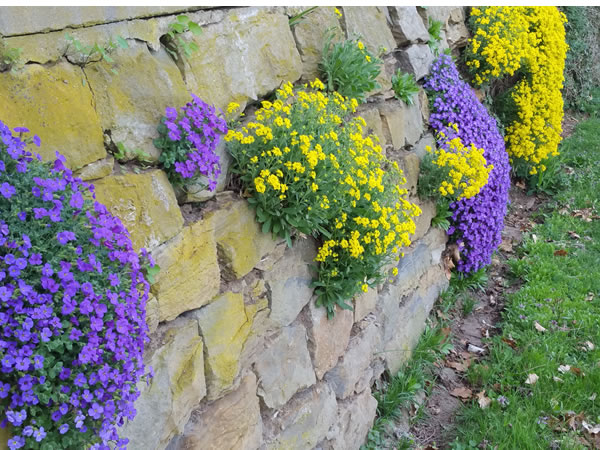 Alte Mauer mit Blumen - Beatrice von Singen - Lebensberatung zur Selbstentfaltung