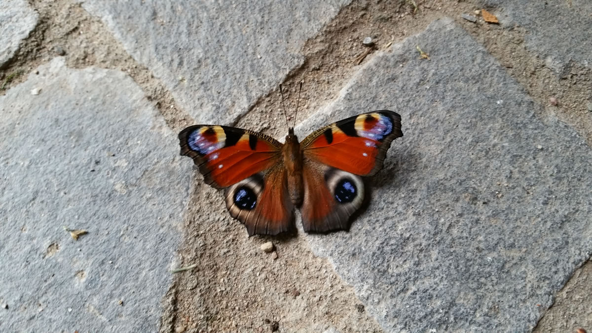 Symbol Schmetterling - Beatrice von Singen - Lebensberatung zur Selbstentfaltung