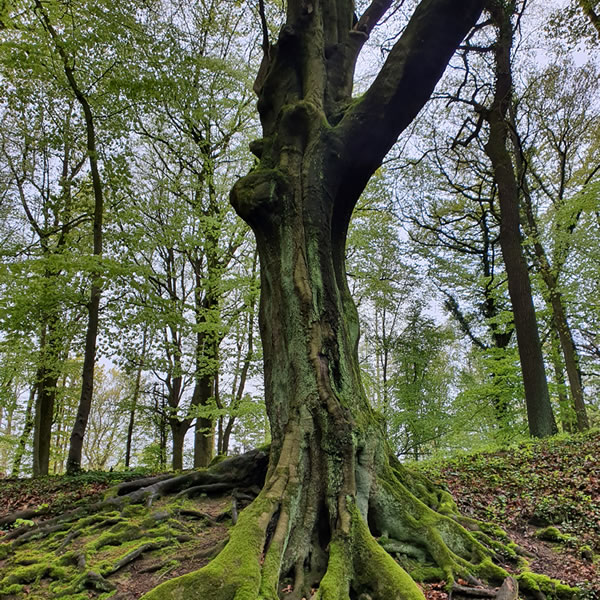 Beltane – Medizinwanderung - Beatrice von Singen - Lebensberatung zur Selbstentfaltung