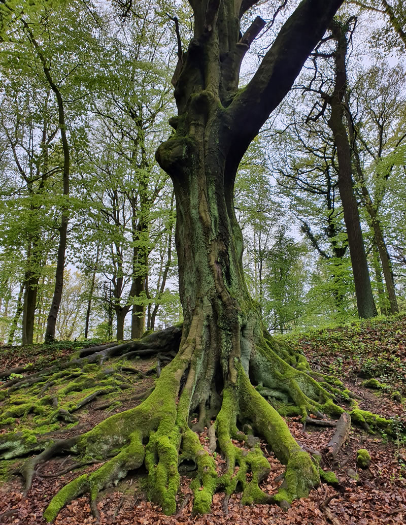 Beltane – Medizinwanderung - Beatrice von Singen - Lebensberatung zur Selbstentfaltung